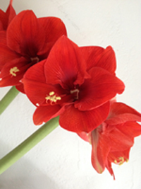 amaryllis flower