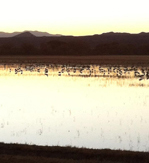 cranes in New Mexico