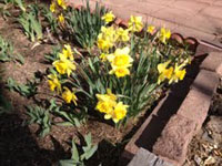 daffodils in garden