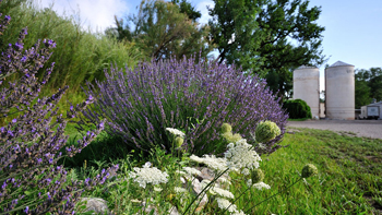 lavendar field