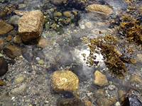 rocks in stream