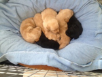 6 puppy pile