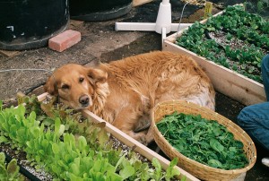 Issy in the Greenhouse